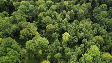 Camera flies over a dense green forest. Protection of forests from deforestation Video stock 346742767
