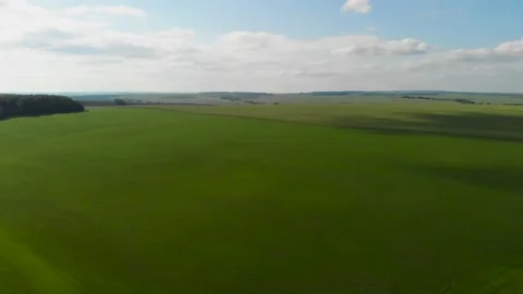 The camera flies over a field of green wheat. Rich colors, beautiful shot Video stock 133312166