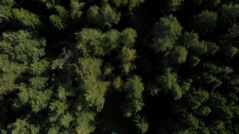 Camera flies over the forest Vídeos de archivo 127633275