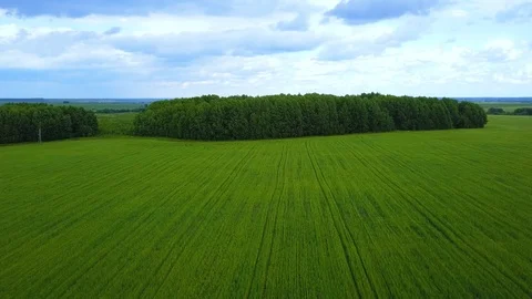 Camera flies over green field with plants Stock Footage 97279289