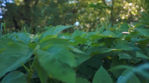 The camera flies over the green leaves of grass in the forest Stock Footage 64726868