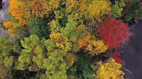 Camera flies over the island with trees on the lake in the fall Video stock 56588086