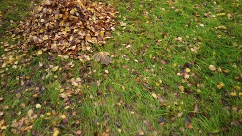 The camera flies over a meadow on which there are a lot of autumn leaves 스톡 동영상 220601376