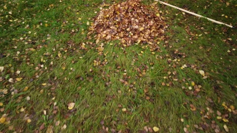 The camera flies over a meadow on which there are a lot of leaves 스톡 동영상 220601526