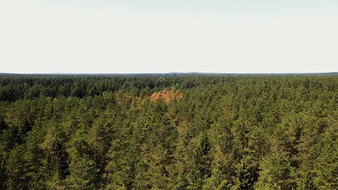 The camera flies over a picturesque forest Видео 116914007