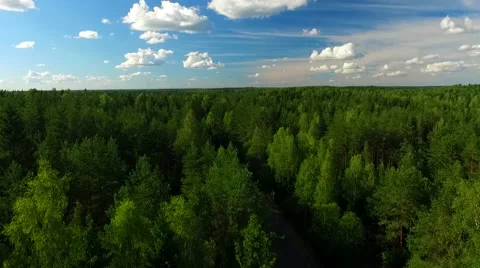 Camera flies over the thick forest Stock Footage 66514501