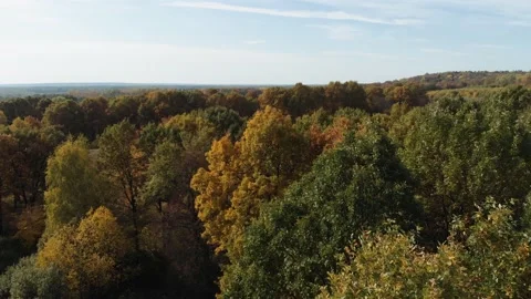 The camera flies over the treetops of the autumn deciduous forest. Stock Footage 140263379