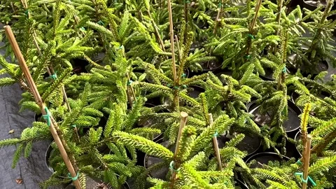 Camera flies over young fresh spruce trees in pots before sale Stock Footage 160863015