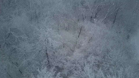 Camera flies past snow-covered trees Stock Footage 127414716