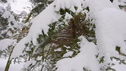 The camera flies into a pine tree Stock Footage 228752929