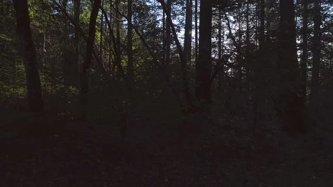 Camera flies through a beautiful forest Stock Footage 119995455