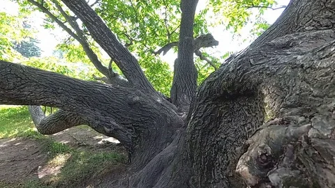 The camera flies through a big tree Stock Footage 101462654