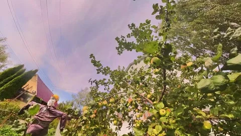 The camera flies through the branches of an apple tree with ripe fruits. Stock Footage 248896610