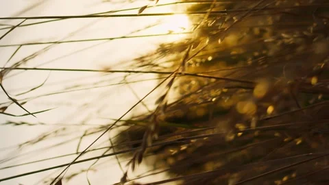 Camera flies through the dry grass at sunset rays of light. Vertical video Stock Footage 246957740