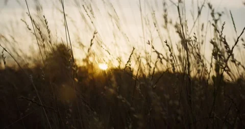 The camera flies through field with grass at sunset Stock Footage 218863113