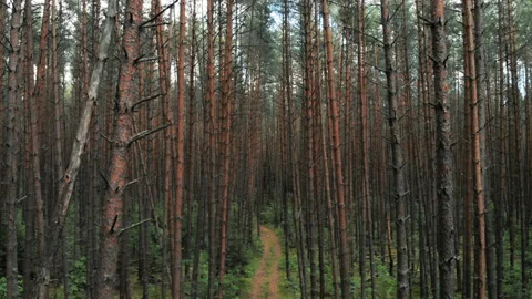 The camera flies through the forest. Aerial shot. 4K. Stock Footage 93168787