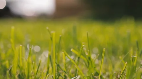 The camera flies through the grass. Video stock 57720207