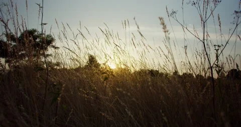 The camera flies through the grass on a meadow at sunset or sunrise Stock Footage 218864450