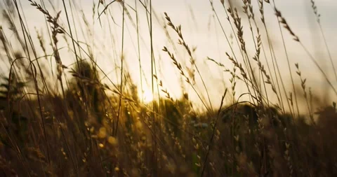 The camera flies through the grass at sunset Stock Footage 218866417