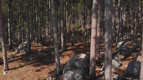 Camera flies through the pine forest in the mountains, aerial shot Stock-Footage 104153652