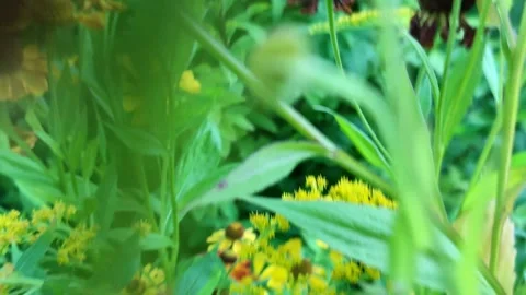 The camera flies through the plants Stock Footage 282473486