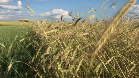Camera flies through rye spikes Stock Footage 156599592