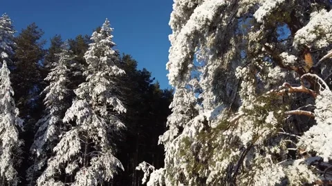 The camera flies through the snow-covered branches in a pine forest. Stock Footage 144730661