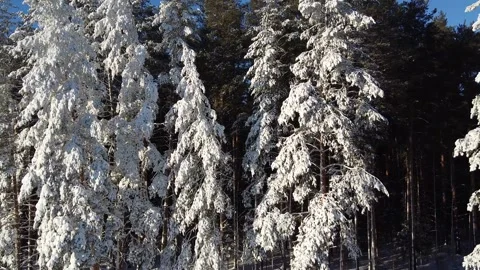 The camera flies through the snow-covered branches in a pine forest. Stock Footage 144730679