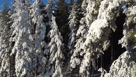 The camera flies through the snow-covered branches in a pine forest. Stock Footage 144730680