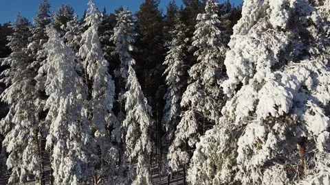 The camera flies through the snow-covered branches in a pine forest. Stock Footage 144730722