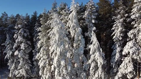 The camera flies through the snow-covered branches in a pine forest. Stock Footage 144730723