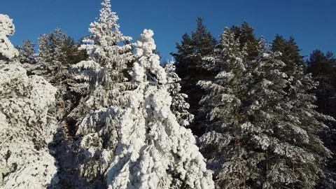 The camera flies through the snow-covered branches in a pine forest. Stock Footage 144730747
