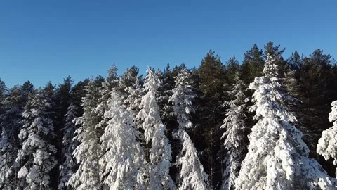 The camera flies through the snow-covered branches in a pine forest. Stock Footage 144730751