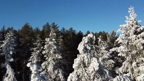The camera flies through the snow-covered branches in a pine forest. Stock Footage 144730797