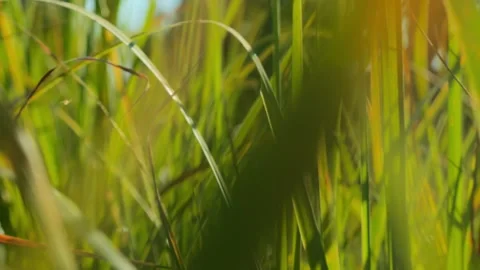 Camera flies through the summer lush green grass low angle dolly shot Stock Footage 254343937