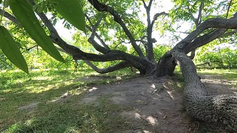 The camera flies through a tree Stock Footage 101454004