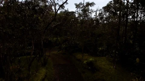 Camera Flies Through the Trees to Reveal Hawaii Landscape 스톡 동영상 92702491