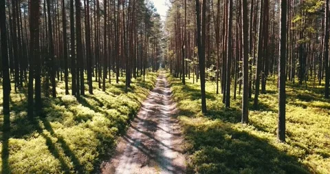 The camera flies throughout the pine forest above the road. Stock Footage 146700640