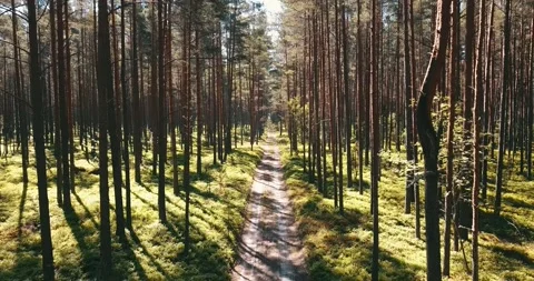 The camera flies throughout the pine forest above the road. Stock Footage 146700665
