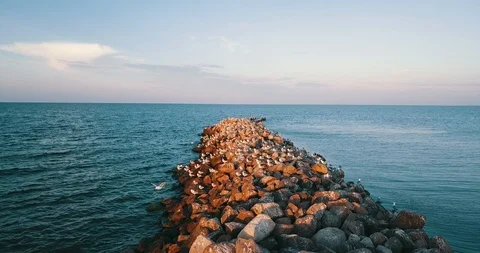 Camera flies toward to flock of seagulls seating on breakwater at sea Stock Footage 100718178