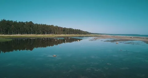 The camera flies towards the flock of birds resting in the shallow water Stock Footage 146702028
