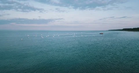 The camera flies towards a large flock Stock Footage 146702331