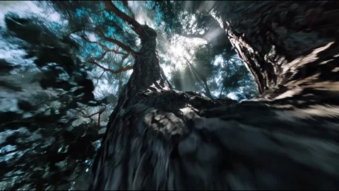 Camera flies upward along a large tree trunk Video stock 314717975