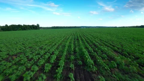 The camera flies very fast over the field close to plants . Vidéo 111383245