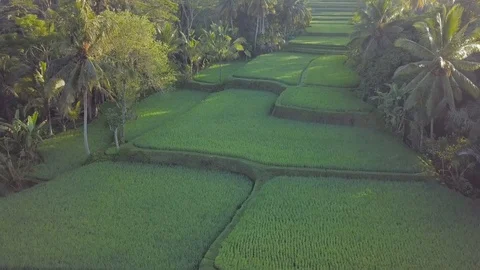 Camera flight above the green rice terraces eco farming in Indonesia Stock Footage 100277883