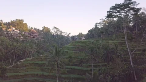Camera flight above the rice terraces aerial footage of Indonesian nature Stock Footage 100276756