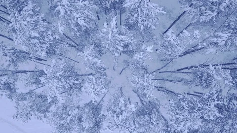 Camera flight above the top of snow covered young pine-trees in beautiful winter Stock Footage 104006230
