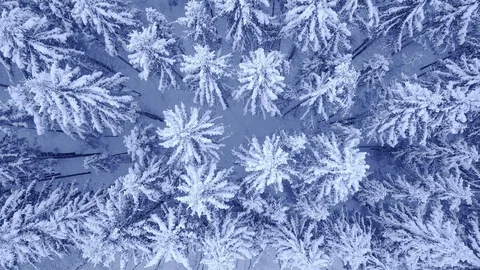 Camera flight above treetops of snow covered pine trees in beautiful blue winter Stock Footage 104402509
