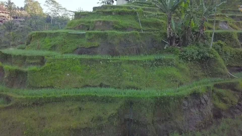 Camera flight along the green rice terrace in the harvest time aerial footage Stock Footage 100277084