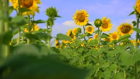 Camera flight along the sunflower field. Stock-Footage 81622906